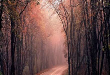 澳大利亚后卫卡拉契奇：重返国家队很振奋 22世界杯是最美妙时刻.